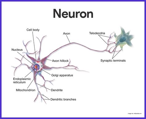 Nervous System Anatomy and Physiology - Nurseslabs