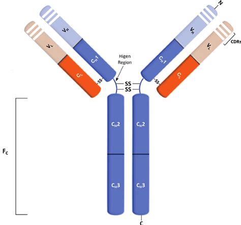 Antibody Fc