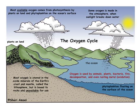 CHEMICAL LIFE: THE OXYGEN CYCLE