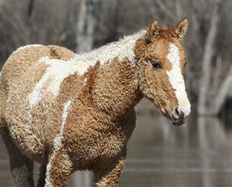 An American Bashkir Curly Horse : pics