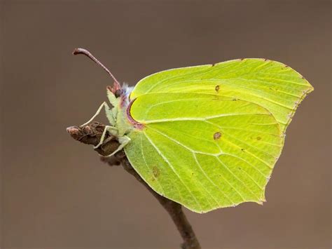 Brimstone | Butterfly Conservation