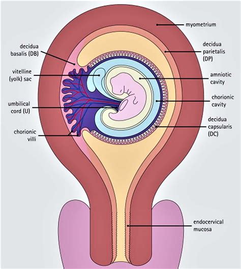 Decidua definition, layers of decidua, formation & function