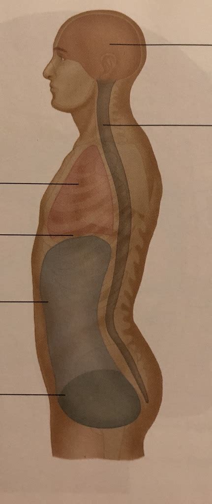 Anatomy Chapter 1 Diagram | Quizlet