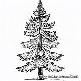 Pine Tree Coloring Pages  Free & Printable sketch template