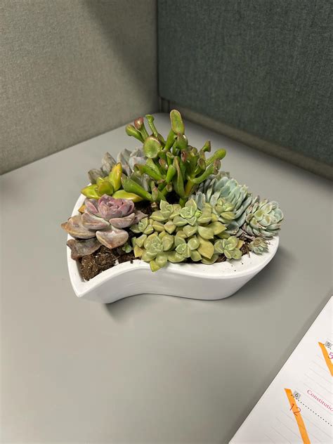 Office Succulents : r/cactus