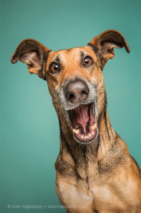 Fun Portraits Of Incredibly Expressive Dogs Whose Expressions Look Almost Human | Happy dogs ...