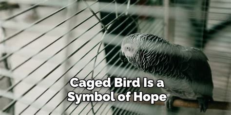 Caged Bird Symbolism, Meaning, and Totem | Complete Explanation