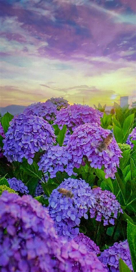 purple flowers with green leaves in the foreground and sunset in the background behind them