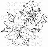 Stargazer Lily Coloring Page At GetColoringscom  Free Printable sketch template