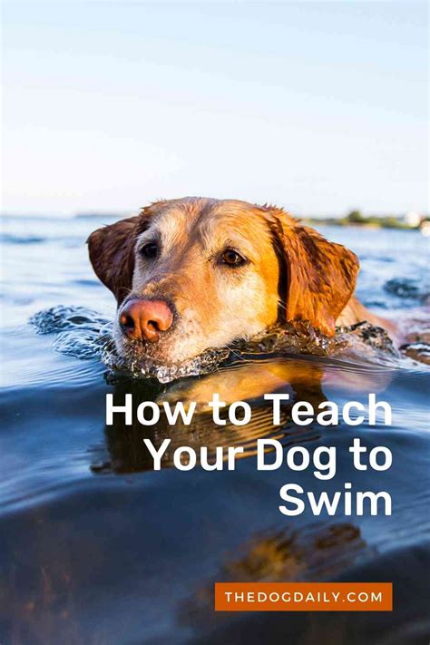 Tips On How To Safely Teach Your Dog To Swim