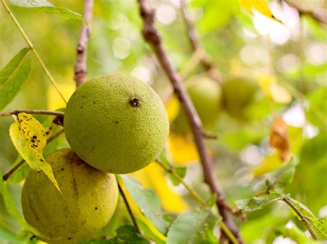 Walnut Trees Can Handle Water ‘Stress’ And Still Thrive, Study Finds ...