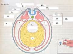 neurula stage diagram Flashcards | Quizlet