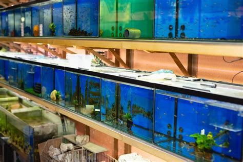 Breeding Aquarium Fish and How to Sell Them for Profits