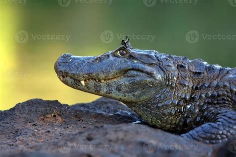 Yacare Caiman 708132 Stock Photo at Vecteezy