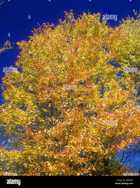 YELLOW FALL FOLIAGE MAPLE TREE Stock Photo - Alamy