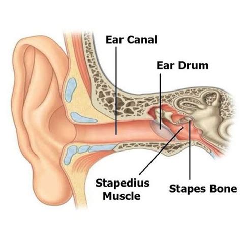 Stapedius Muscles - MEDizzy