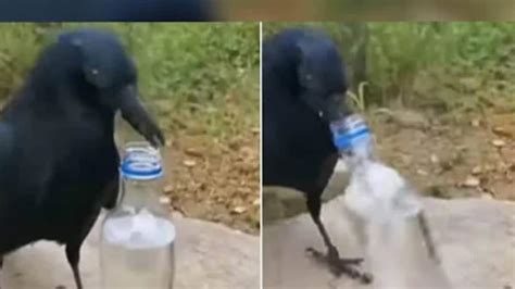 Watch: Crow Devises New Method to Drink Water From Bottle, Gets ...