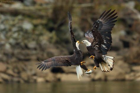 Knowing Your Subject: Mid-Air Bald Eagle Attack