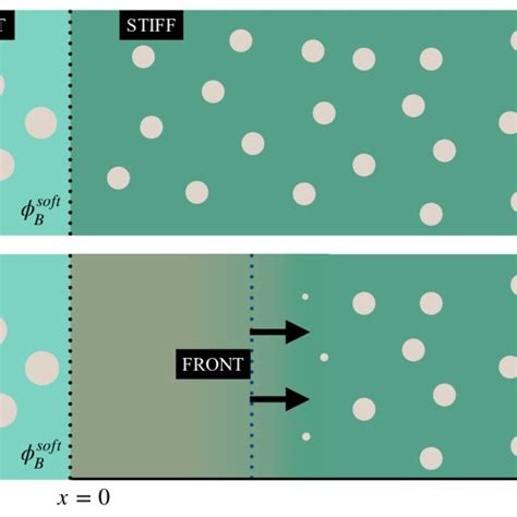 Schematic of the phase separation process. The matrix material made of... | Download Scientific ...