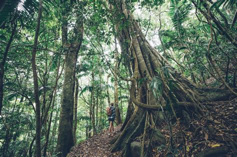 Runner’s Guide to Exploring Queensland’s National Parks | Queensland