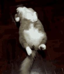 Lazy Cat Meme GIFs | Tenor