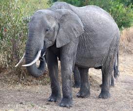 Loxodonta africana Pictures, African bush elephant Images, Nature Wildlife Photos | NaturePhoto