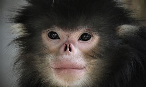 New protected area raises hopes for critically endangered monkey