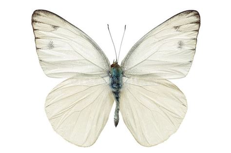 White Butterfly Isolated on White Background