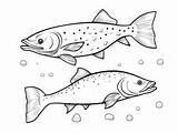 FishermanS Favorite Lake Trout Coloring  Page sketch template