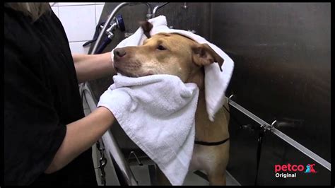 Petco Grooming Salon Tour - YouTube