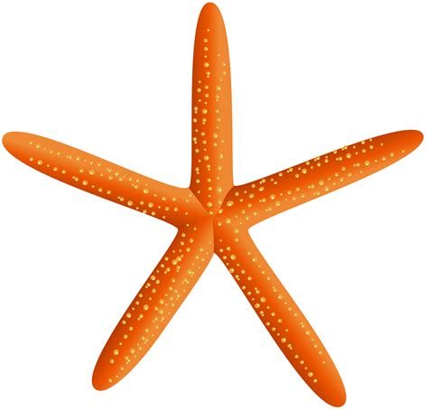 Starfish Transparent PNG Clip Art Image | Gallery Yopriceville - High-Quality Free Images and ...