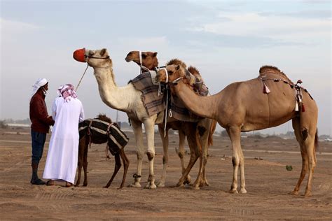 Seven national animals from the Middle East and what they represent | Middle East Eye