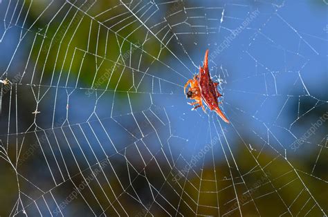 Kite Spider - Stock Image - C044/0062 - Science Photo Library