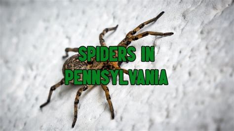 60 Pennsylvania Spiders (Pictures and Identification Guide)