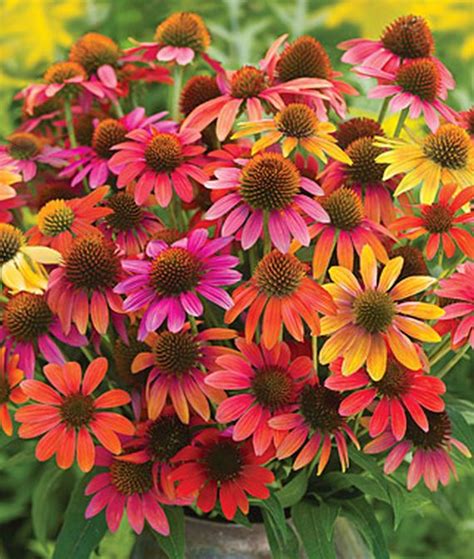 Warm Summer US7,982,110 Echinacea - Perennial Flower Plants for Home Gardens at Burpee.com ...