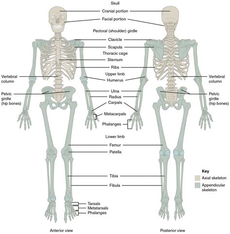 Divisions of the Skeletal System | Anatomy and Physiology I