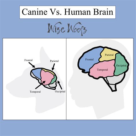 Canine vs. Human Brain - Wise Woofs