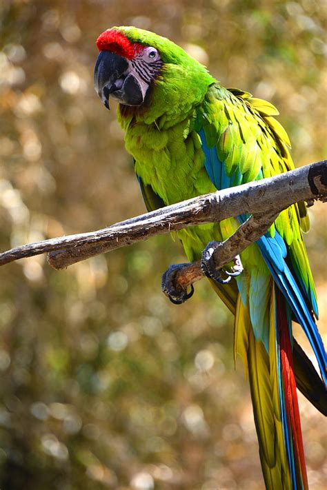 Buffon's Macaw Photograph by Mike Martin - Fine Art America