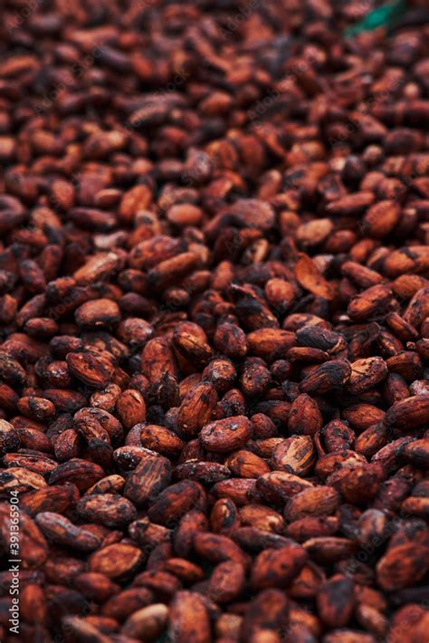 Heap of drying cocoa beans Stock Photo | Adobe Stock