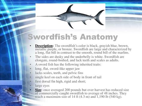 PPT - Swordfish PowerPoint Presentation - ID:280729