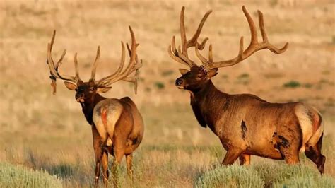 11 Top Animals with Antlers Around The World - 10Largest