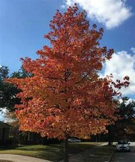 Sweet gum trees are beautiful fall foliage producers. | Sweet gum, Tree ...