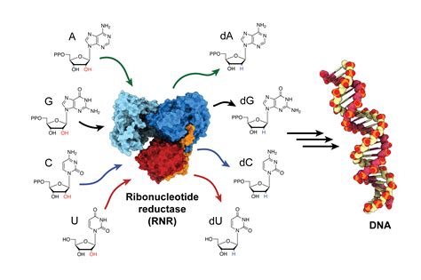 Ribonucleotide Reductase