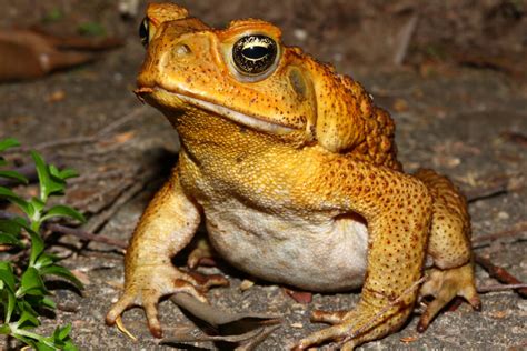 The Pumpkin Toadlet: Habitat and Characteristics - My Animals