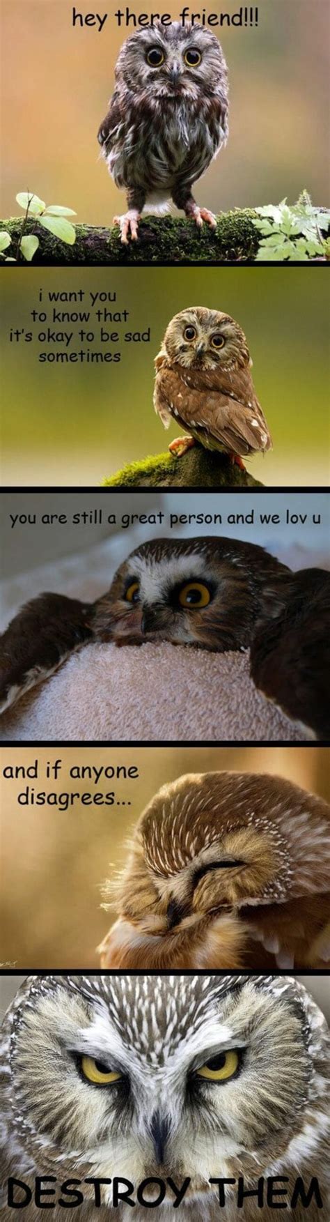 25 of the Cutest Owl Memes to Brighten Your Day | Let's Eat Cake