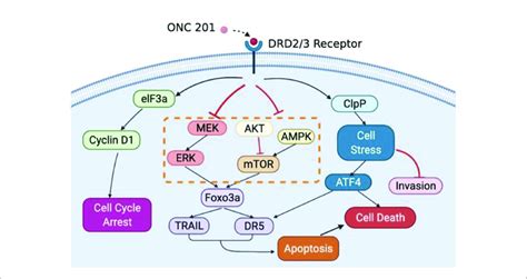 | Schematic representation of the potential antitumor mechanisms of ...