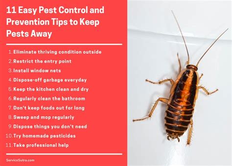 11 Pest Control and Prevention Tips to Keep Pests Out of the House