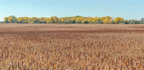 Sorghum Field by Merhlin on DeviantArt