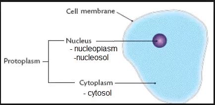 Cytoplasm its composition, structure & functions/READBIOLOGY.COM