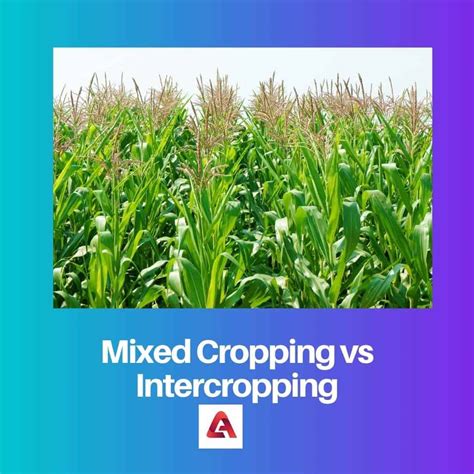 Mixed Cropping vs Intercropping: Difference and Comparison